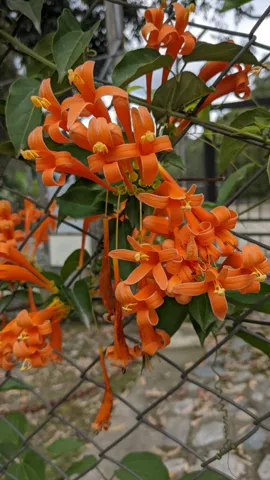 Clusters of orange tubular Pyrostegia flowers with backward-curving tips bloom on a leafy climbing vine against a softly blurred background.