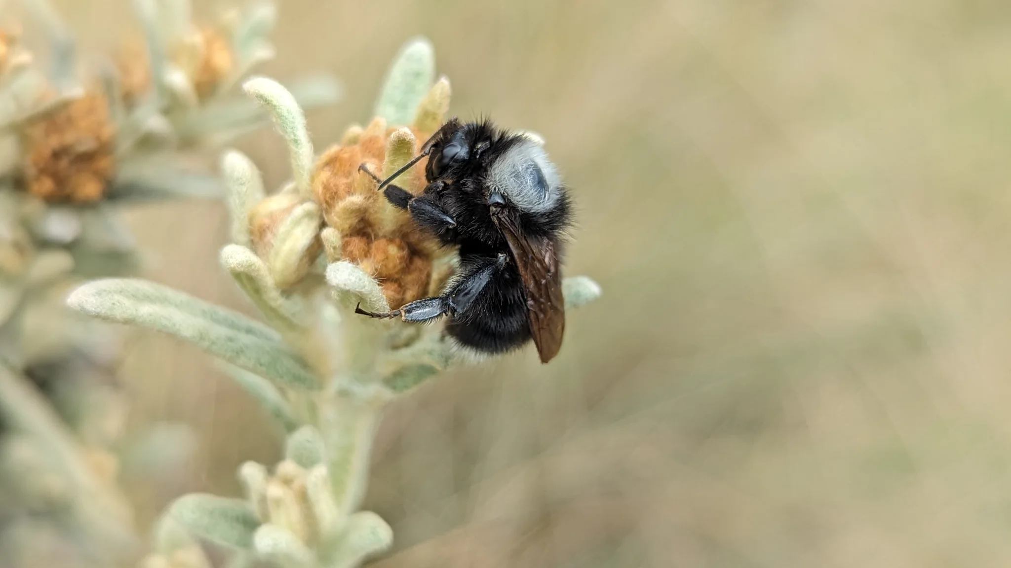 Bee-like insect on small flowers. Finer identification remains unconfirmed.