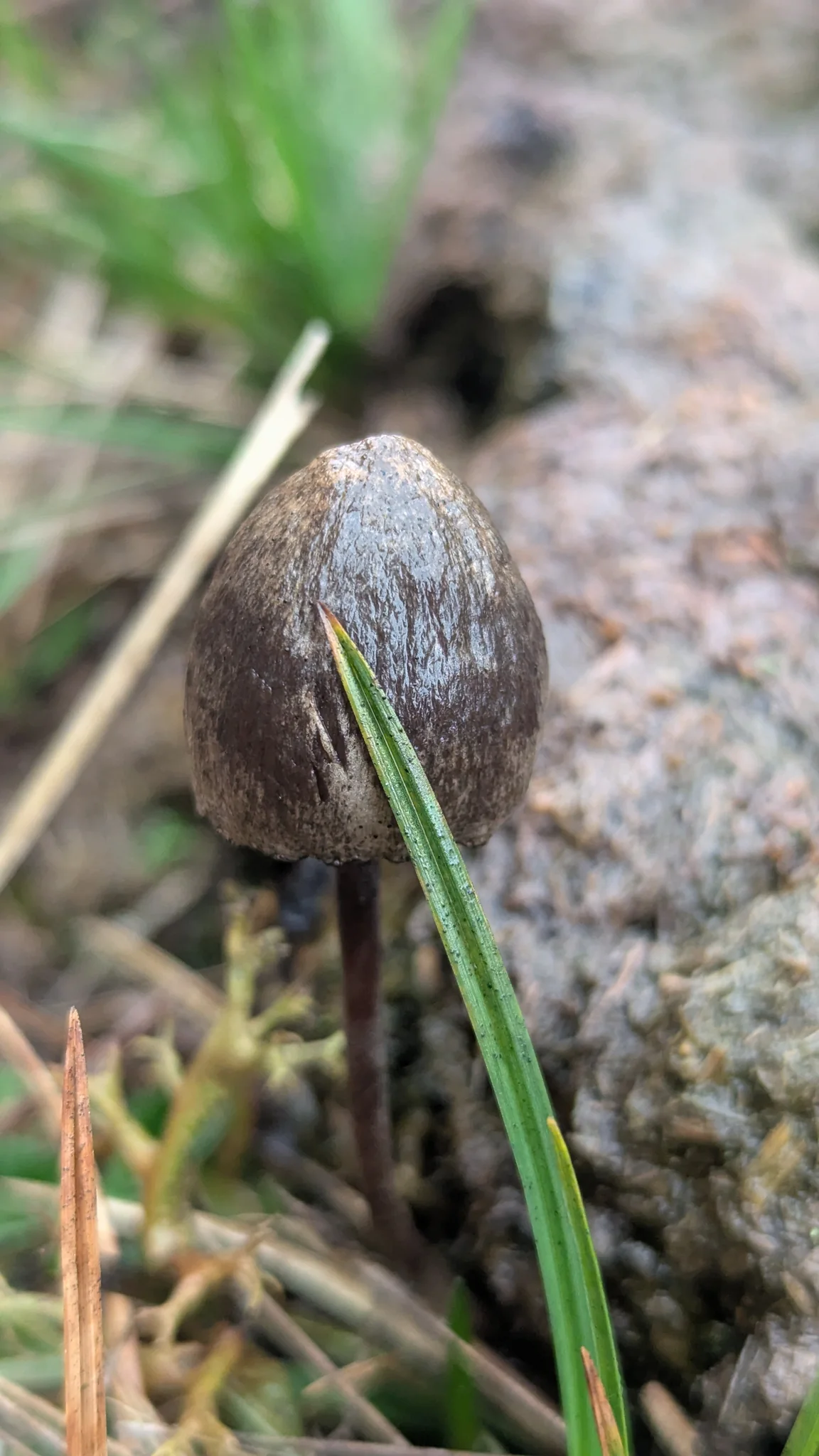 Dark bell-shaped mushroom on a damp bank. Finer identification remains unconfirmed.