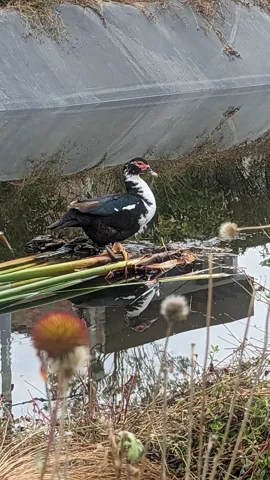 Small bird perched on a wire or rail. Finer identification remains unconfirmed.