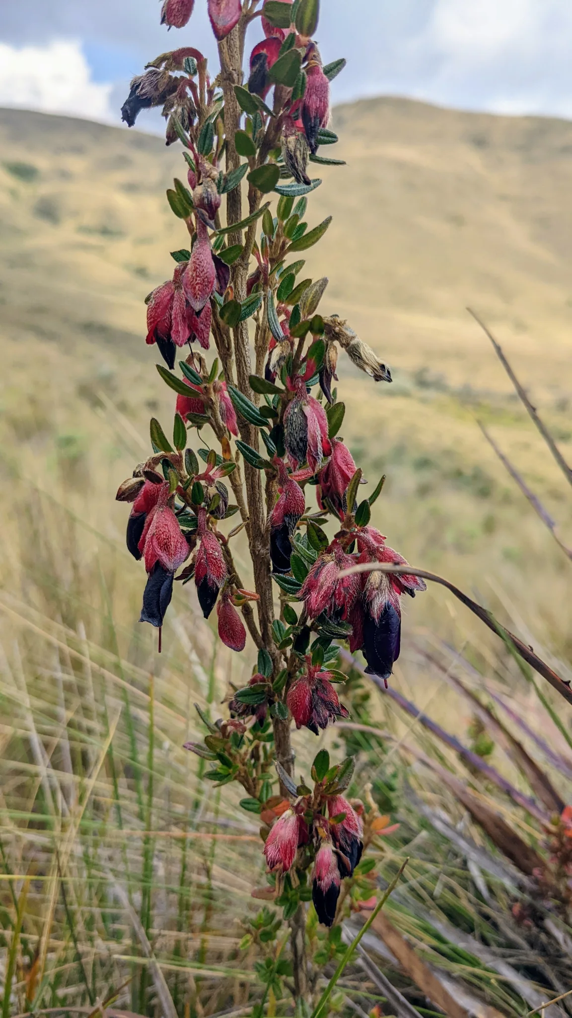 A magenta flower spike rises from a tall stem in dry highland grass.