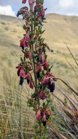 A magenta flower spike rises from a tall stem in dry highland grass.