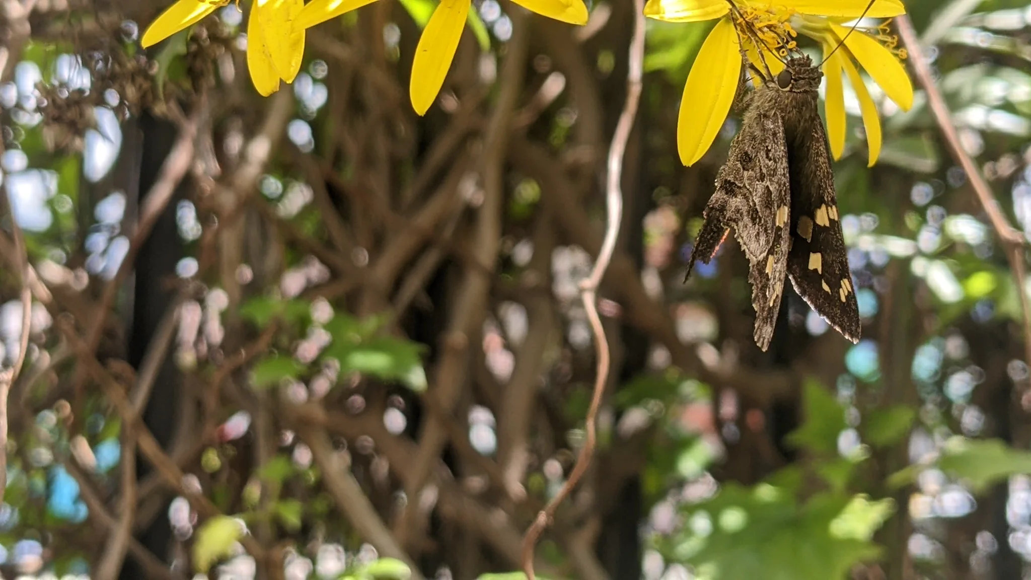 A butterfly hangs below clustered yellow Senecio flower heads on a leafy shrub.