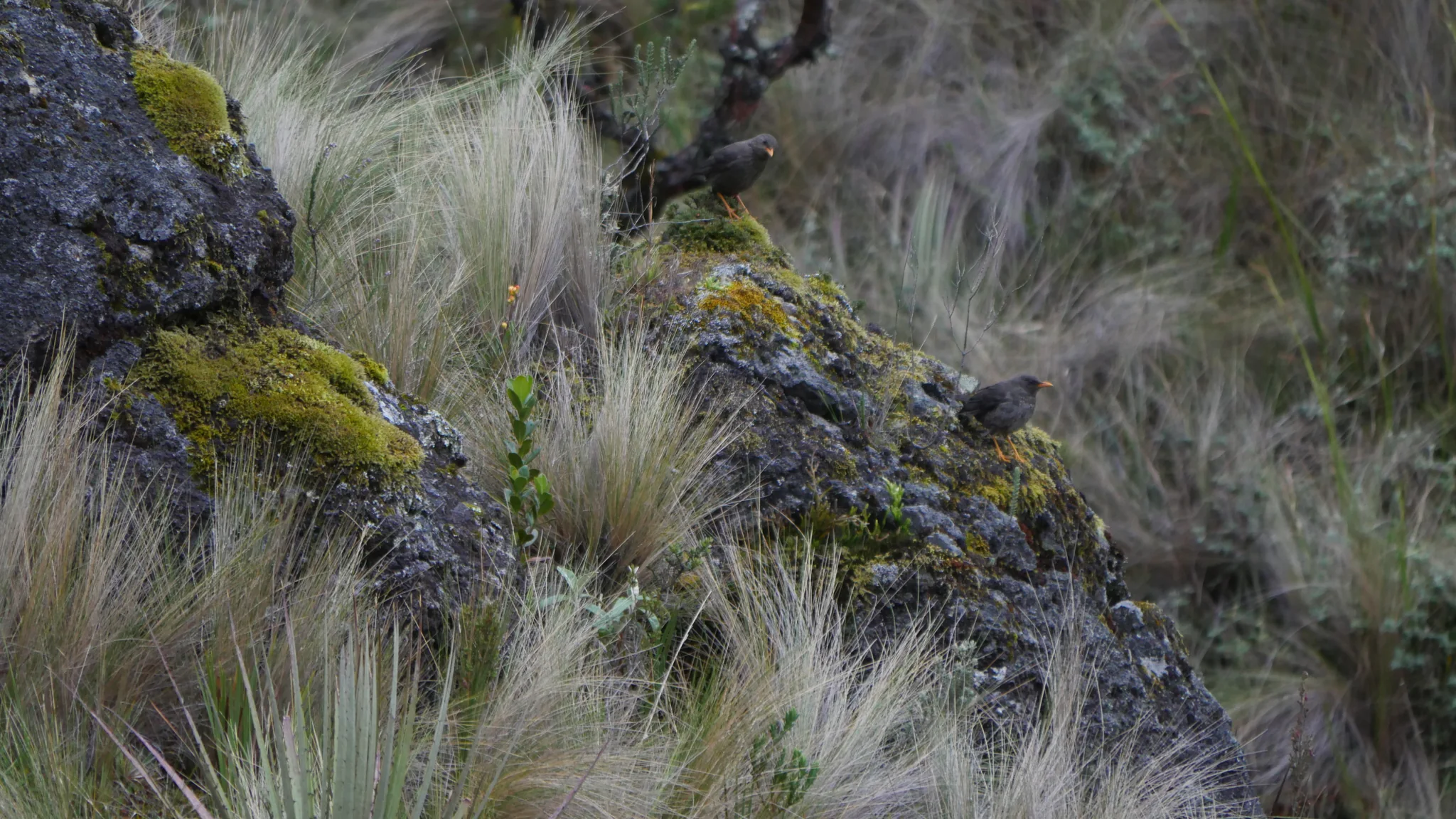 Small bird among rocks and grasses. Finer identification remains unconfirmed.