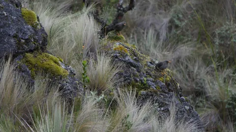 Small bird among rocks and grasses. Finer identification remains unconfirmed.