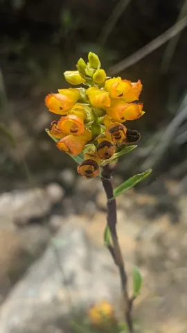 Small yellow-orange flower cluster. Finer identification remains unconfirmed.