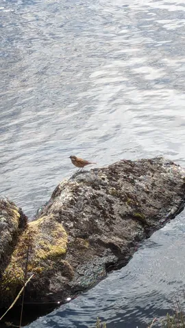 Rock beside lake water.