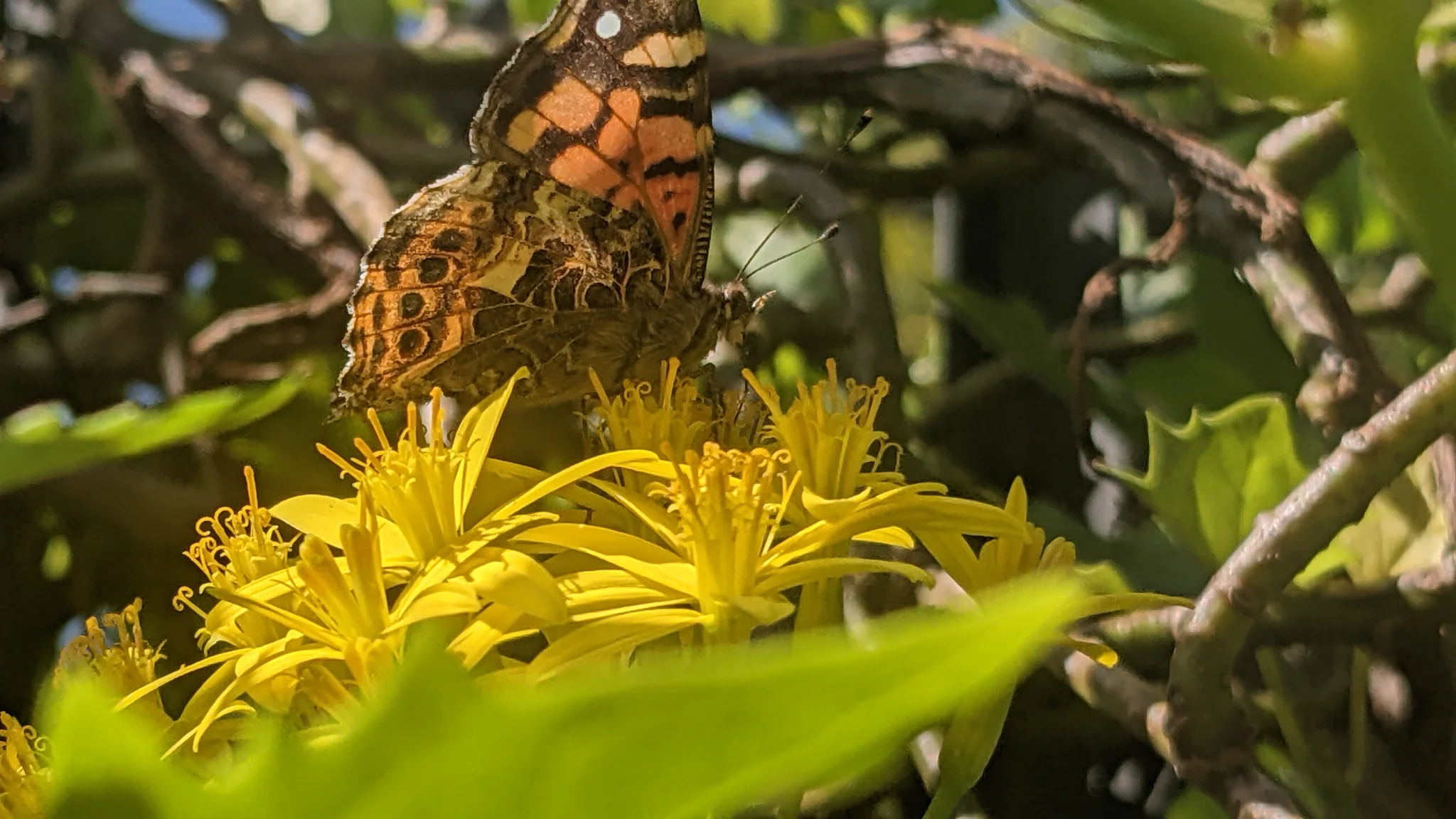 Brown insect among yellow flowers. Finer identification remains unconfirmed.