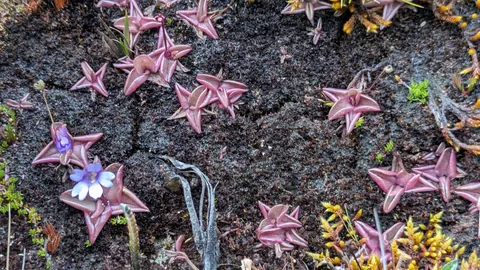 Pink rosettes on a damp bank. Finer identification remains unconfirmed.