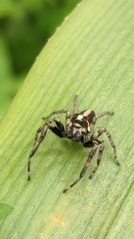 Spider-like arthropod on leaf. Finer identification remains unconfirmed.