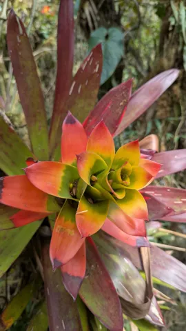 A red rosette with a yellow centre