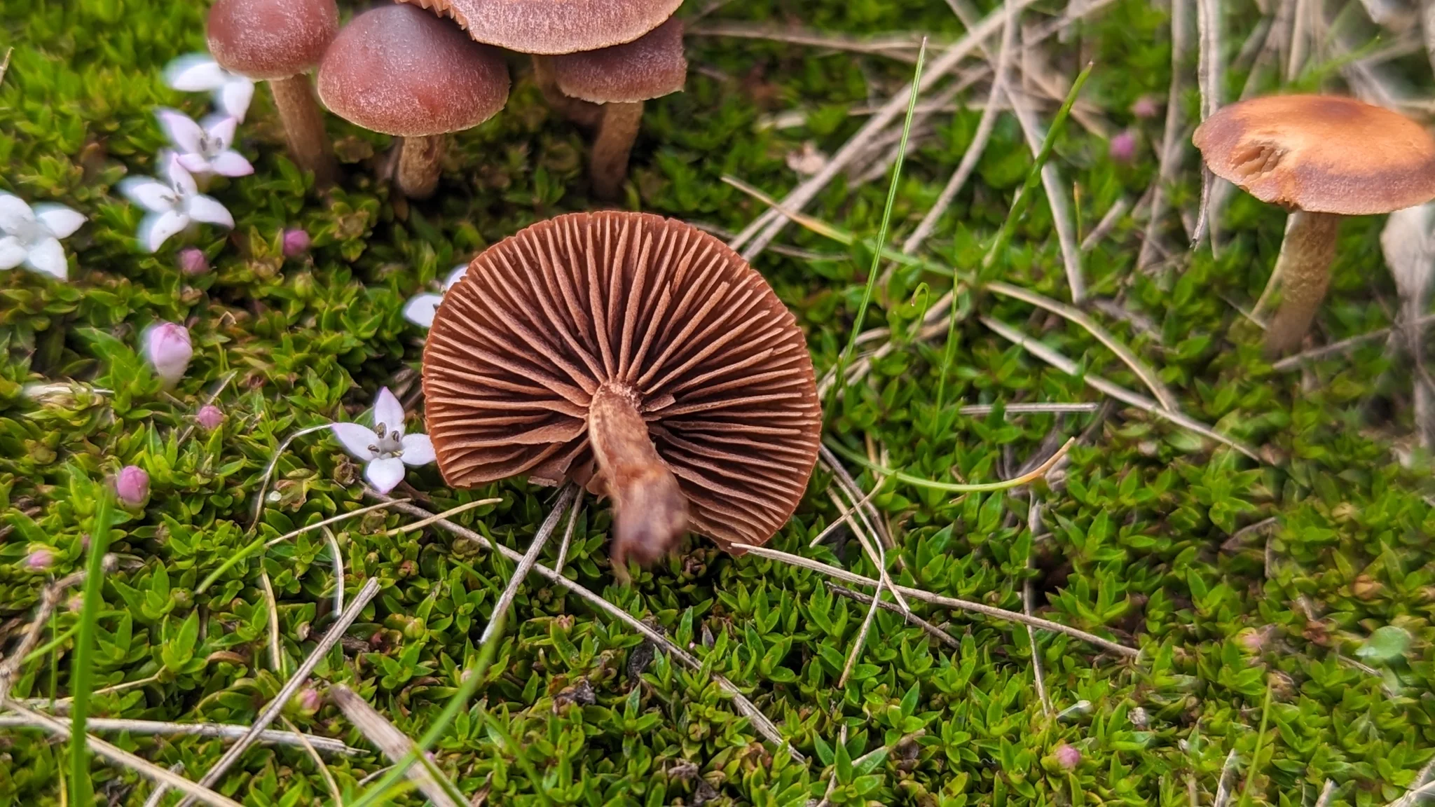 The gills beneath a brown mushroom