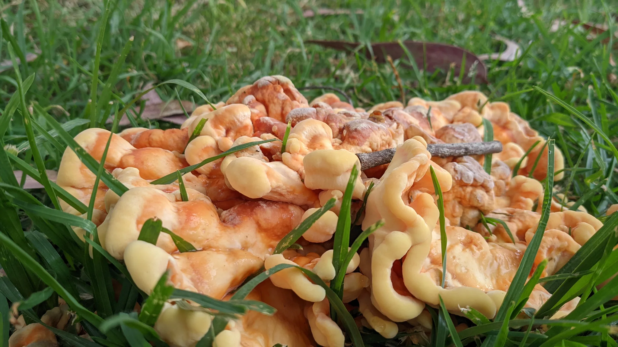 Cluster of orange mushrooms. Finer identification remains unconfirmed.