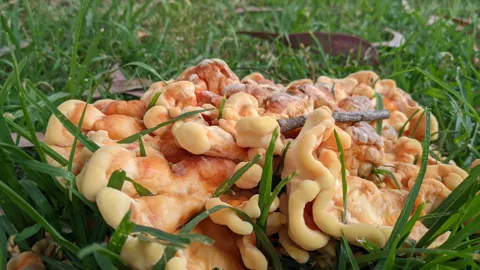 Cluster of orange mushrooms. Finer identification remains unconfirmed.