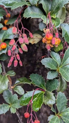 Rounded yellow-orange Berberis flowers and pink-red buds hang on branching pink stalks beneath stiff, holly-like leaves with spiny margins.