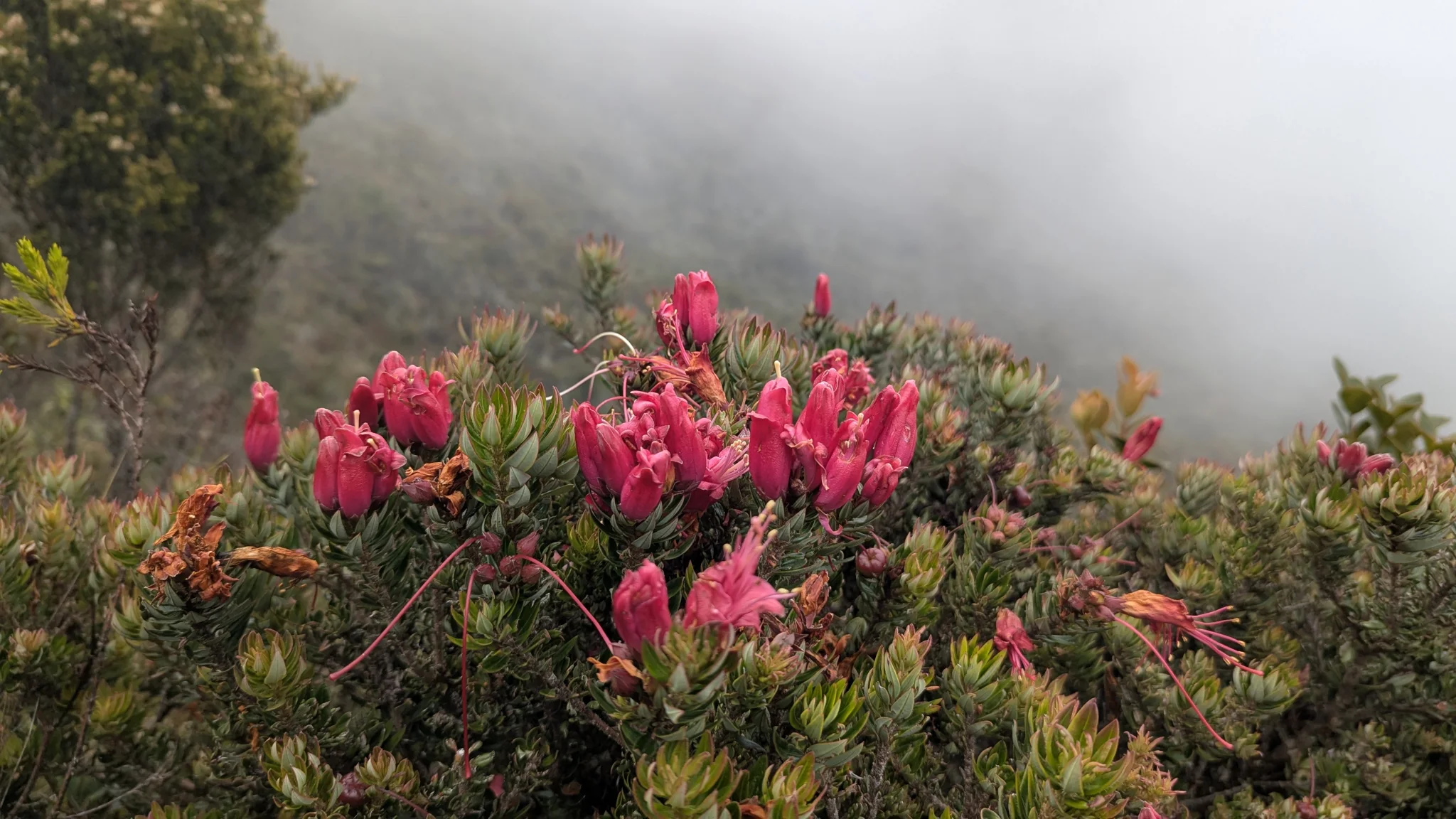 Magenta flowers on a dense shrub in fog. Finer identification remains unconfirmed.