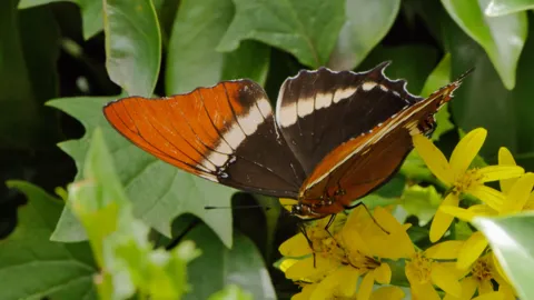 Orange butterfly on yellow flowers. Finer identification remains unconfirmed.