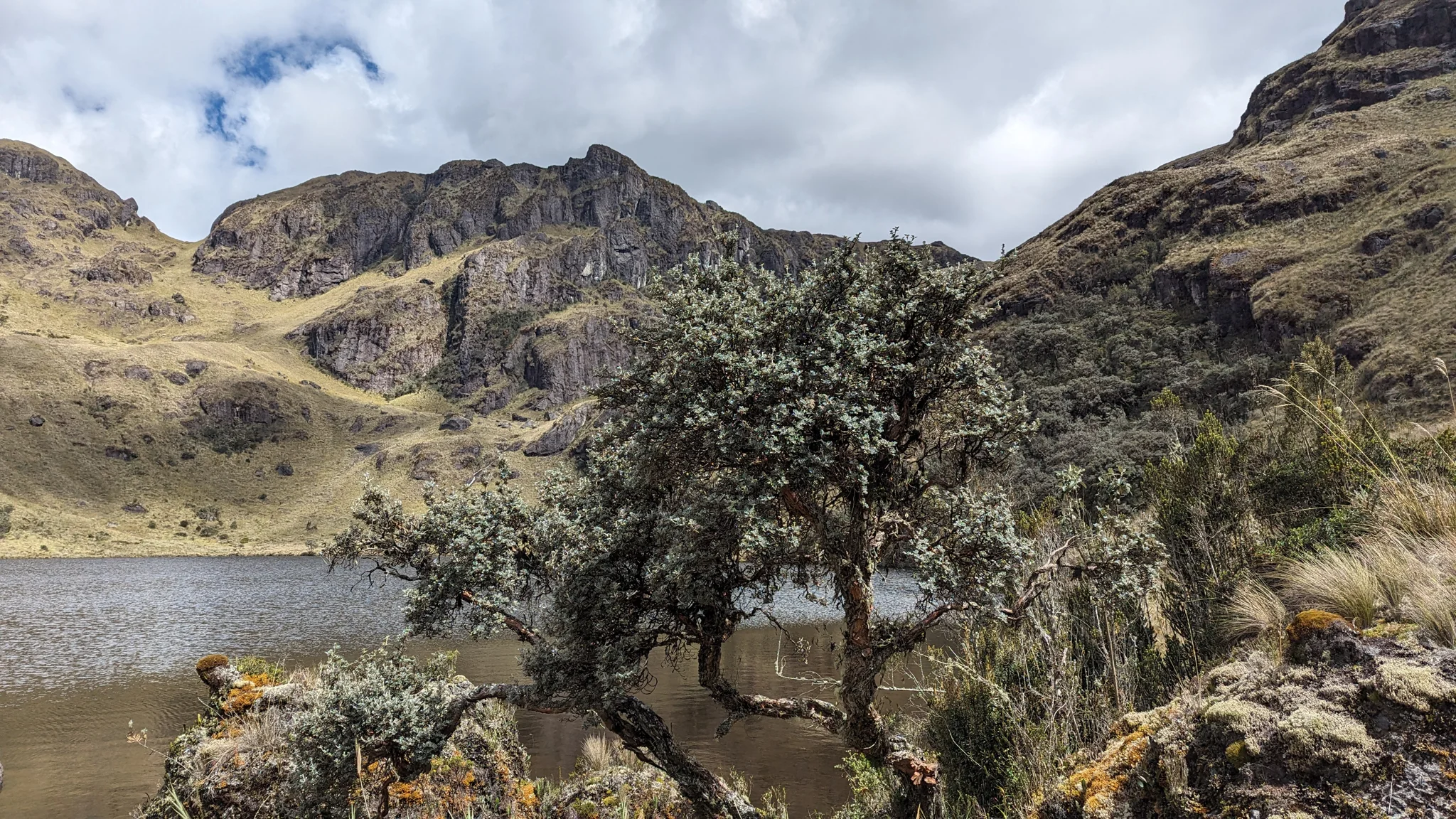 Lake shore with lone tree.