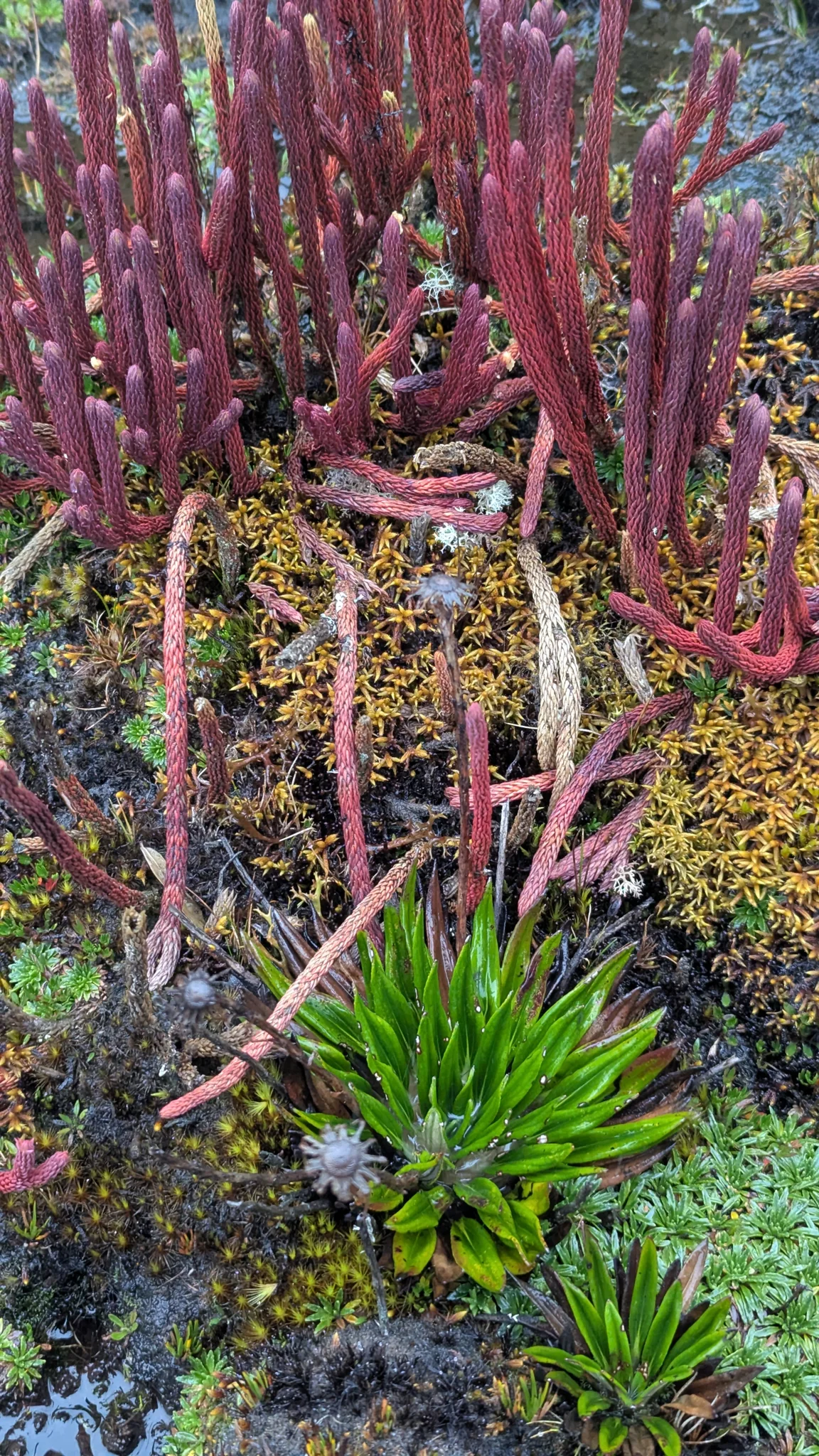 Upright reddish Phlegmariurus clubmoss shoots, densely covered in tiny overlapping leaves, grow among wet páramo moss.