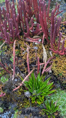Upright reddish Phlegmariurus clubmoss shoots, densely covered in tiny overlapping leaves, grow among wet páramo moss.