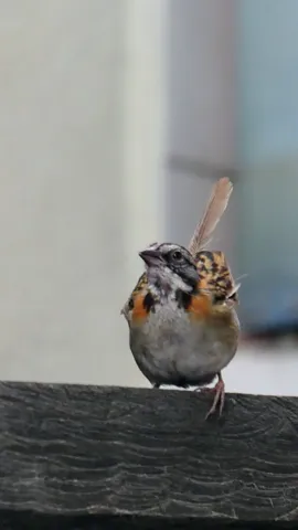 Small bird perched on ledge. Finer identification remains unconfirmed.