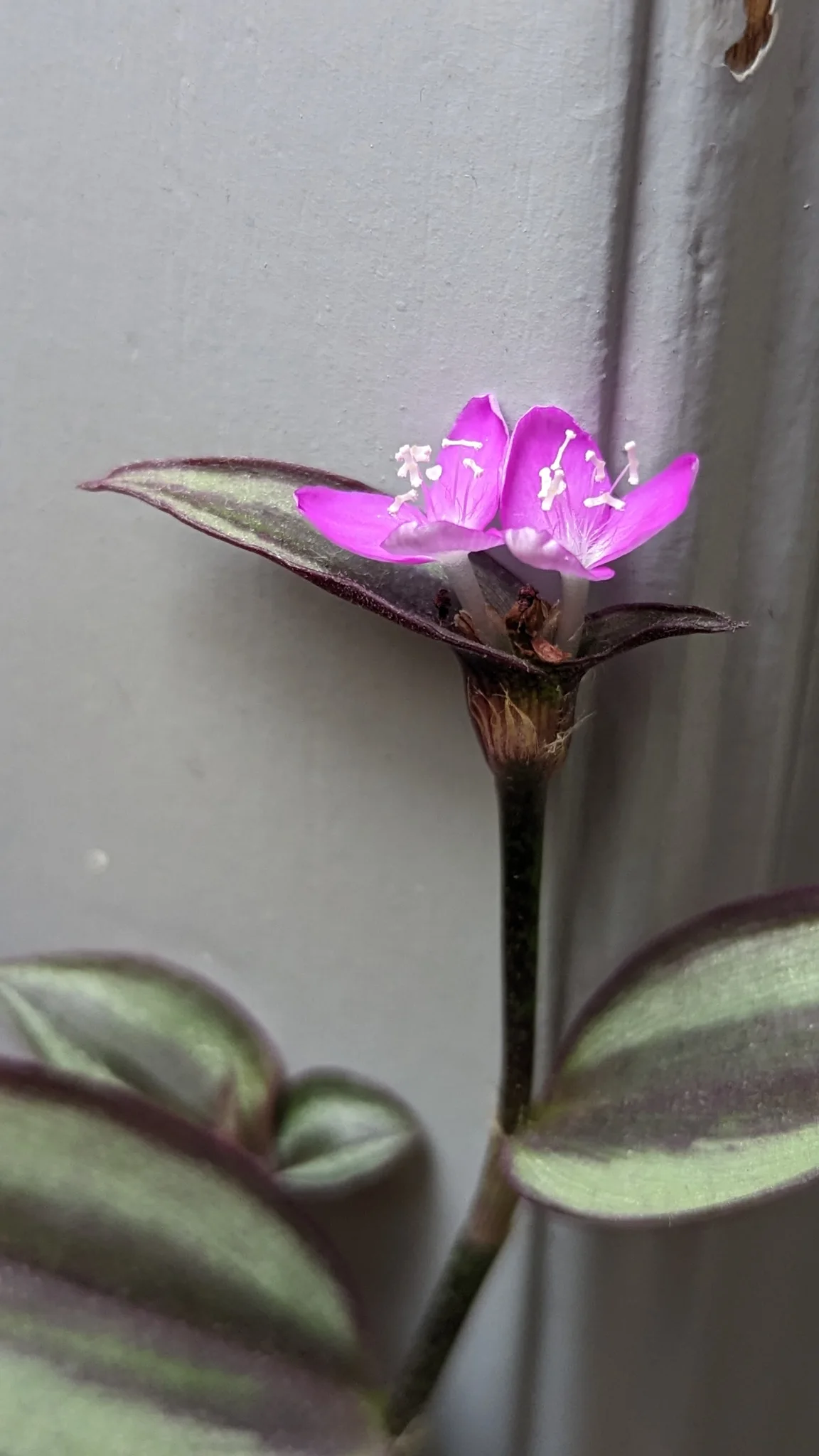 Magenta three-petalled Tradescantia zebrina flowers open above silver-striped leaves with purple margins and undersides.
