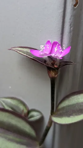 Magenta three-petalled Tradescantia zebrina flowers open above silver-striped leaves with purple margins and undersides.
