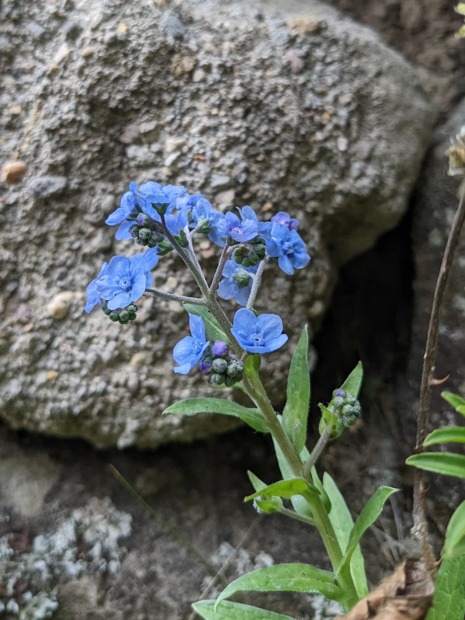 Intense blue Cynoglossum amabile flowers have rounded lobes and blue throat scales above hairy lance-shaped leaves beside a rock.