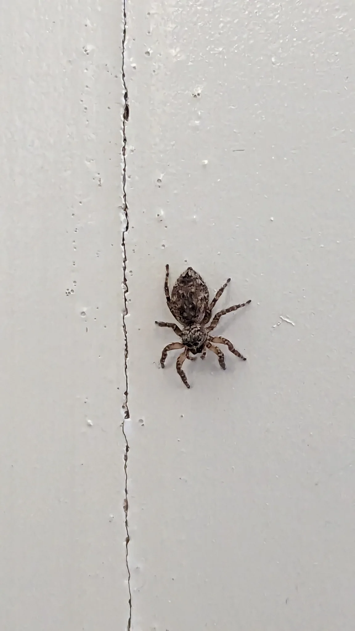 Spider on pale wall. Finer identification remains unconfirmed.