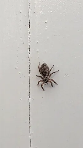 Spider on pale wall. Finer identification remains unconfirmed.