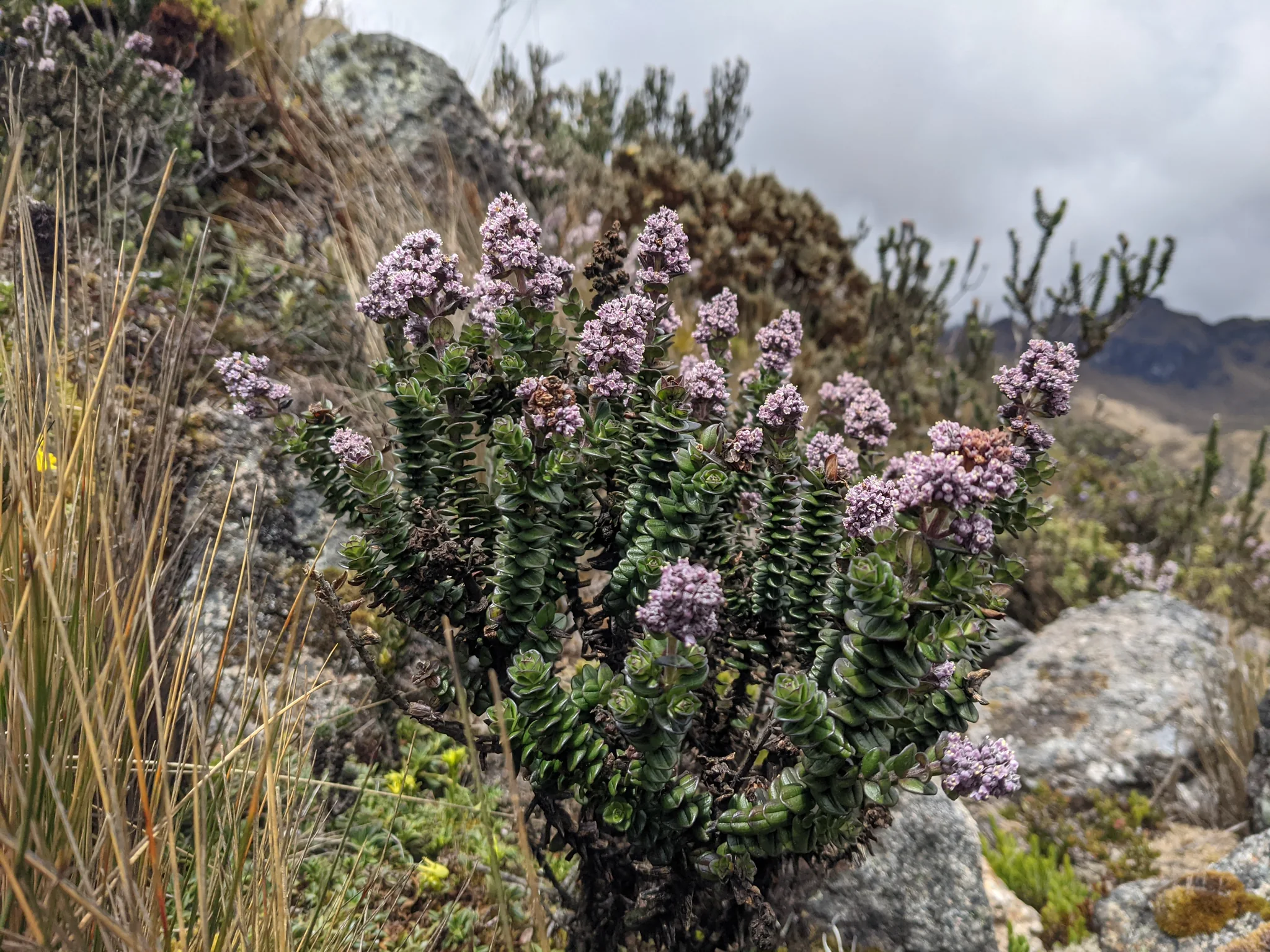 Compact shrub with pink flower clusters. Finer identification remains unconfirmed.