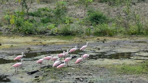 Wading birds in shallow water. Finer identification remains unconfirmed.