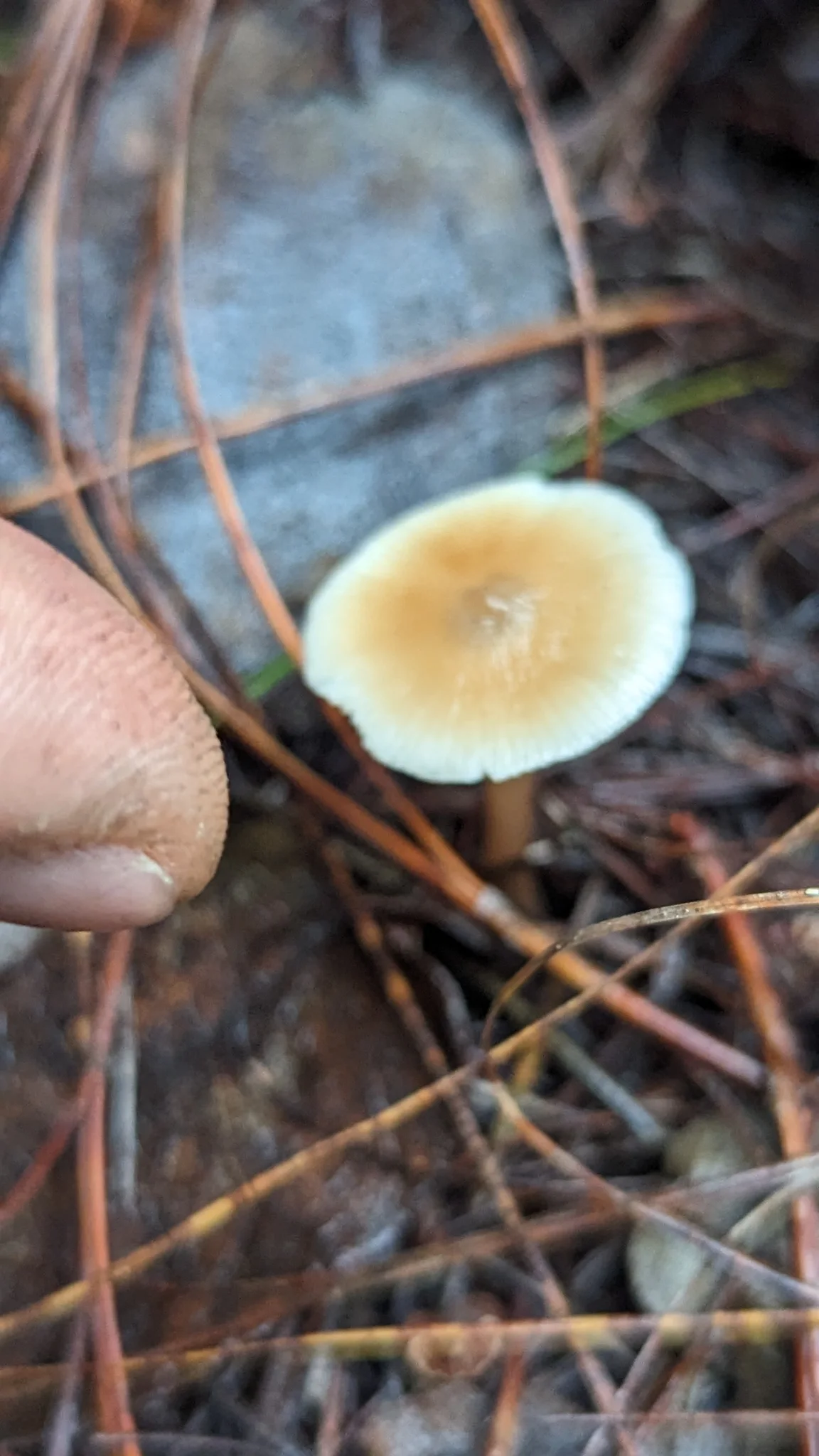 White mushroom on forest floor. Finer identification remains unconfirmed.