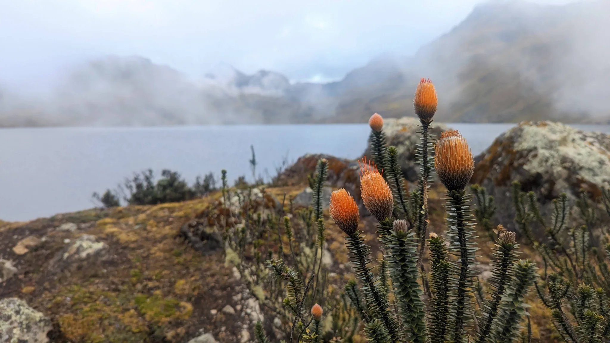 Orange flower heads beside a misty lake