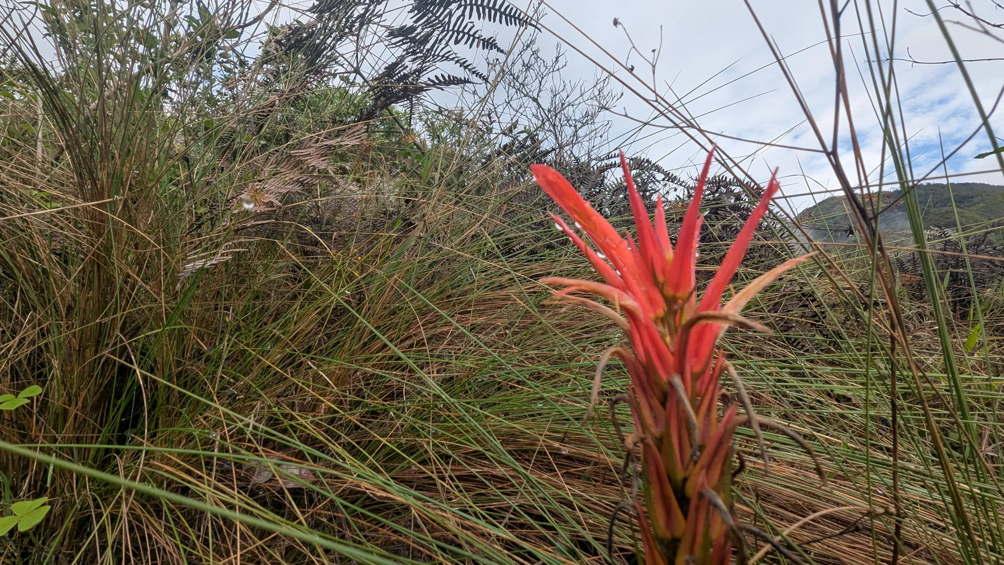 A Guzmania bromeliad has long scarlet floral bracts above a rosette of strap-shaped leaves.