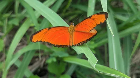 Orange butterfly on green leaves. Finer identification remains unconfirmed.