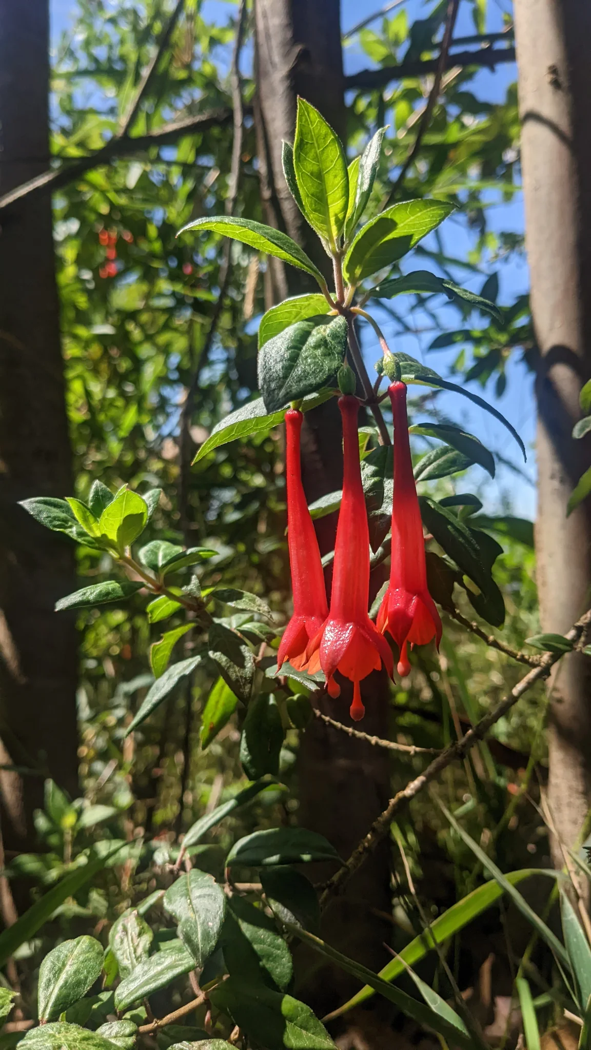 Long red Fuchsia flowers hang from a leafy plant, with spreading sepals and projecting styles visible below the slender floral tubes.