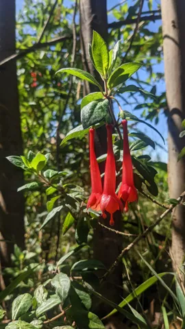 Long red Fuchsia flowers hang from a leafy plant, with spreading sepals and projecting styles visible below the slender floral tubes.