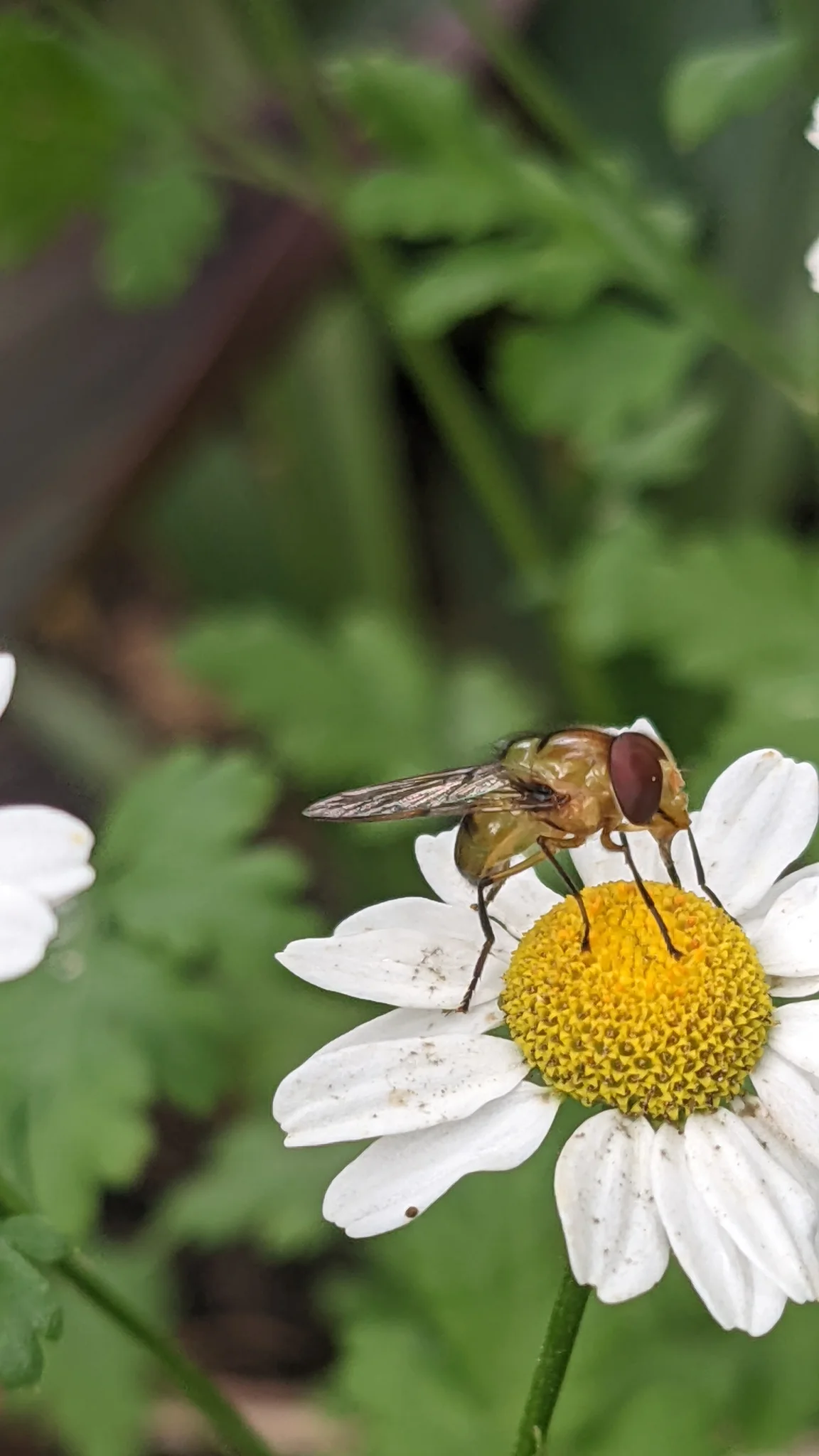 A fly rests on the yellow disc of a feverfew (Tanacetum parthenium) flower head, surrounded by short white ray florets.
