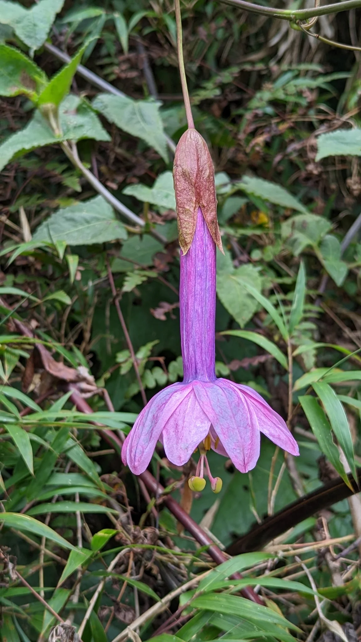 A Passiflora cumbalensis flower hangs from a long stalk, with an elongated violet tube, spreading pink-purple segments and a projecting central column against green vegetation.