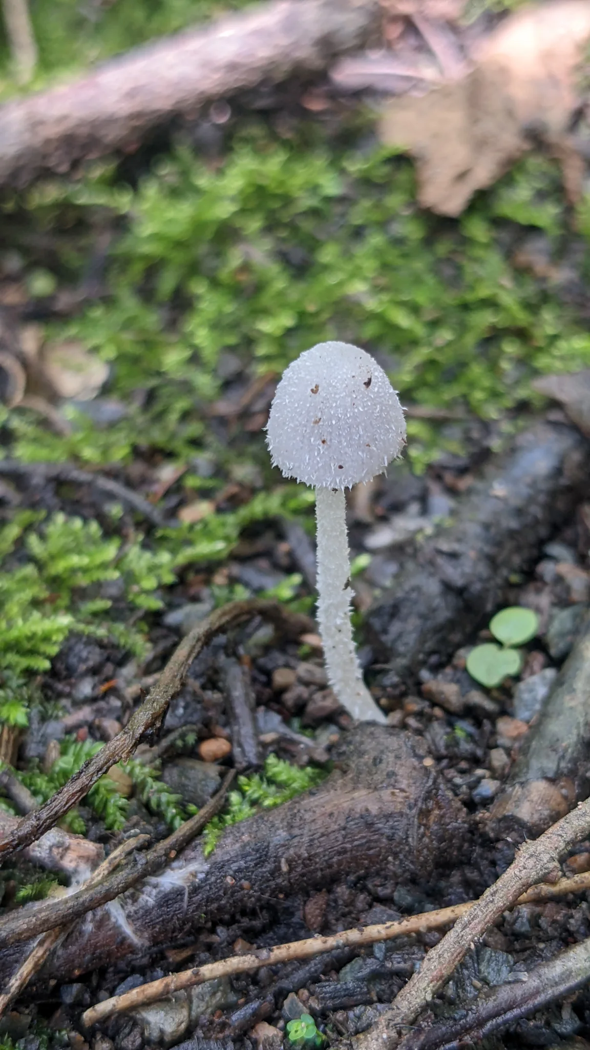 Gray mushroom on forest floor. Finer identification remains unconfirmed.