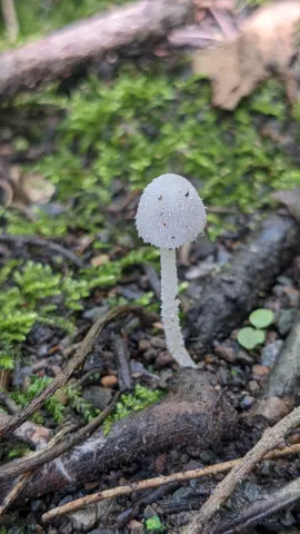 Gray mushroom on forest floor. Finer identification remains unconfirmed.