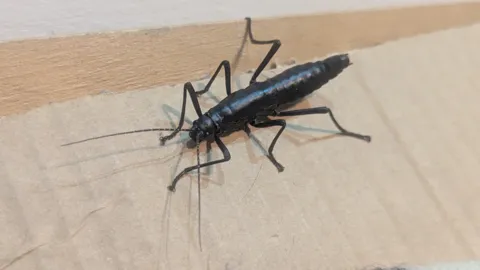 Insect detail