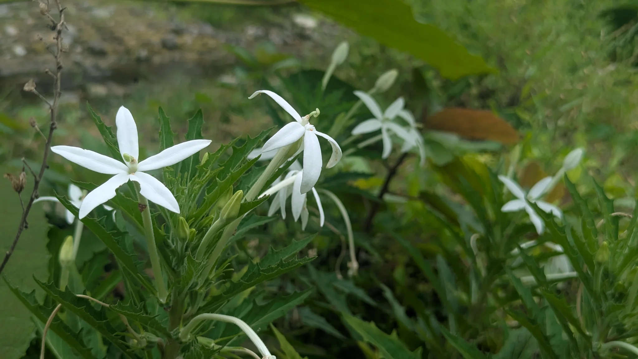 White Hippobroma longiflora flowers spread five narrow star-like lobes at the ends of long slender tubes above sharply toothed leaves.