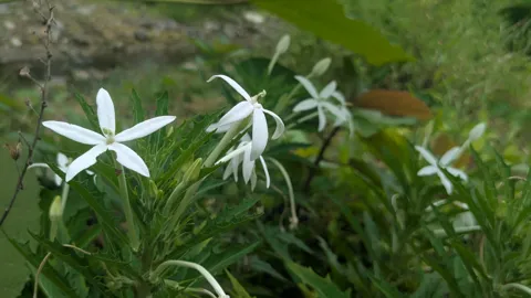 White Hippobroma longiflora flowers spread five narrow star-like lobes at the ends of long slender tubes above sharply toothed leaves.