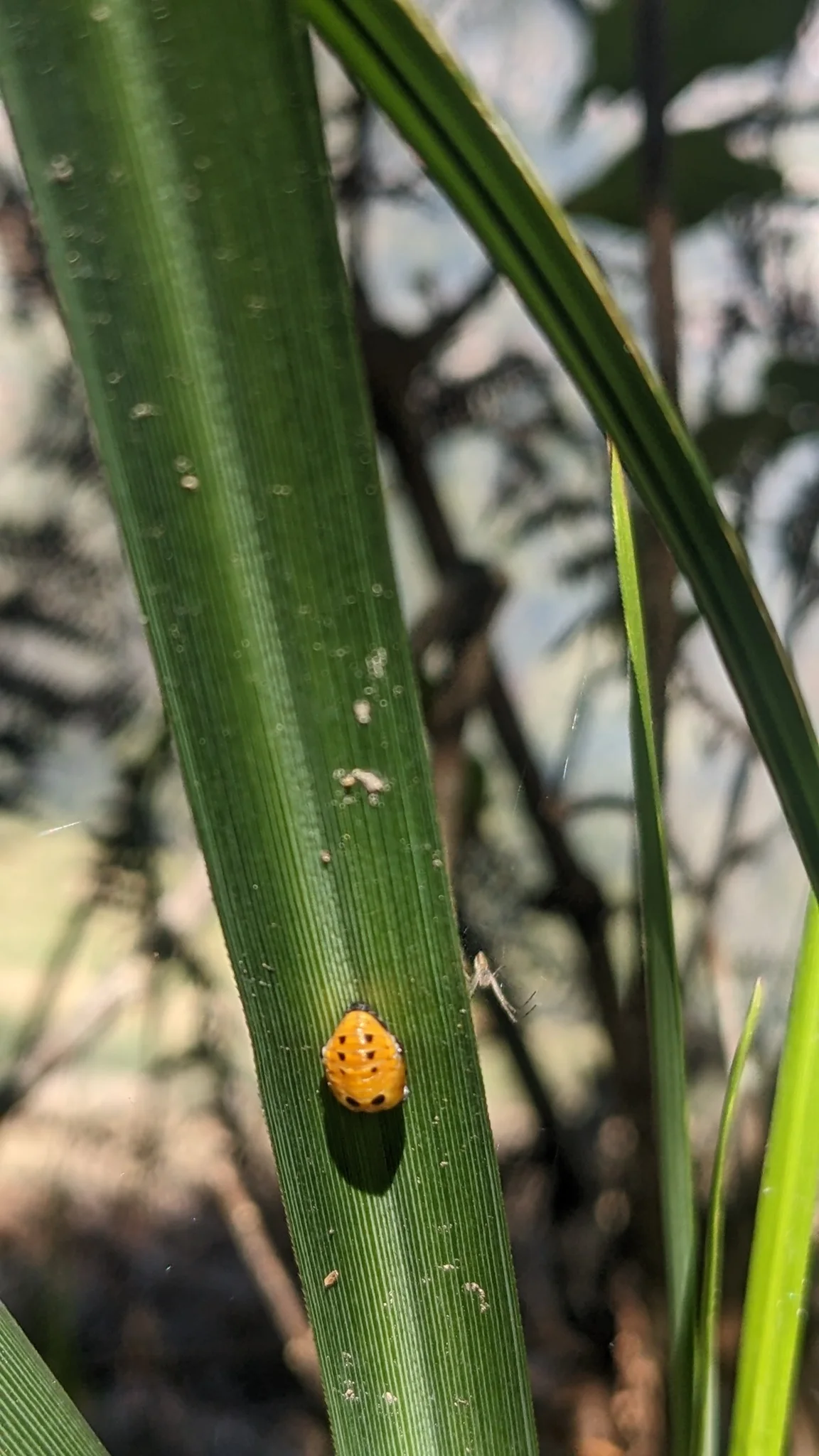 Orange insect on grass blade. Finer identification remains unconfirmed.