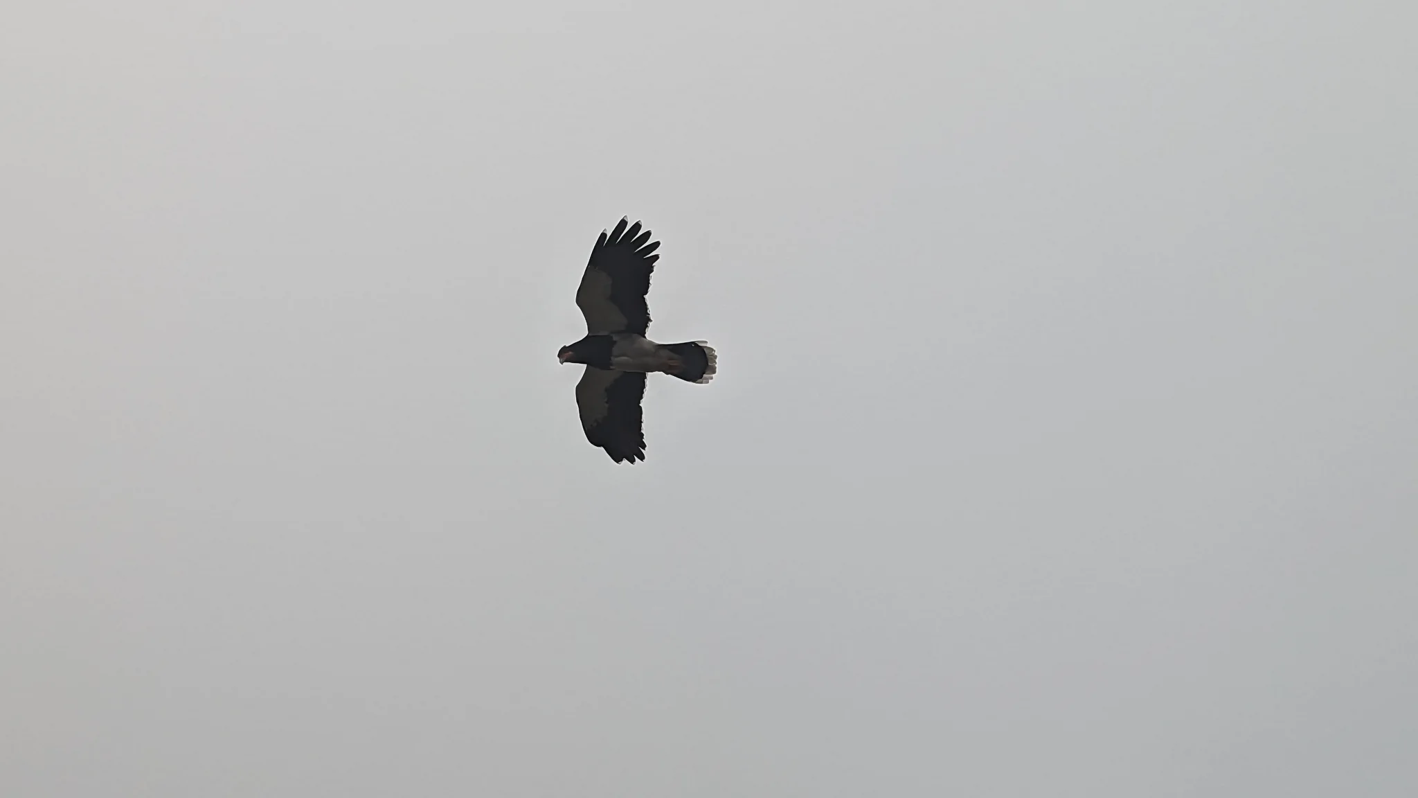 Bird silhouette flying through foggy sky. Finer identification remains unconfirmed.