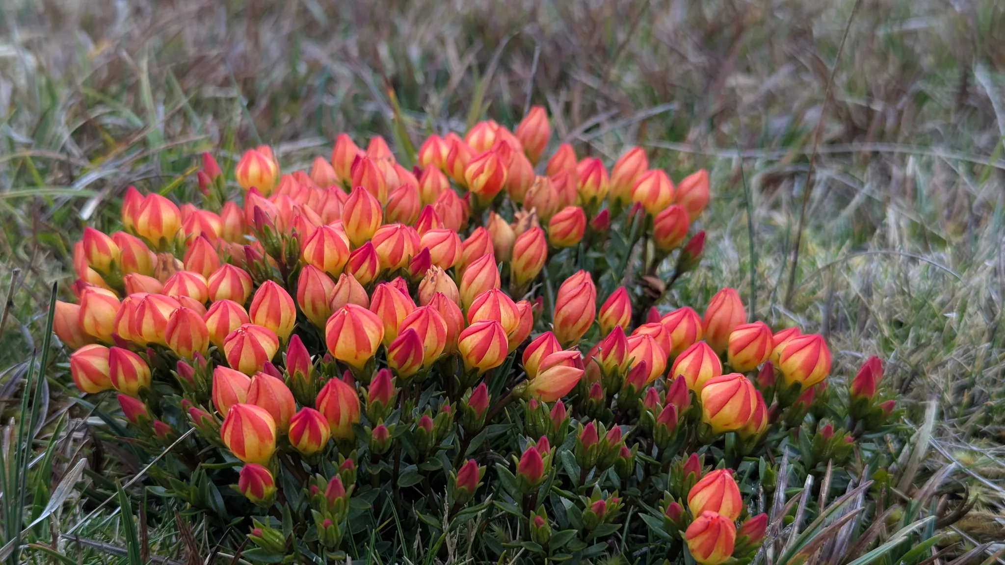 Dense cluster of red and yellow buds. Finer identification remains unconfirmed.