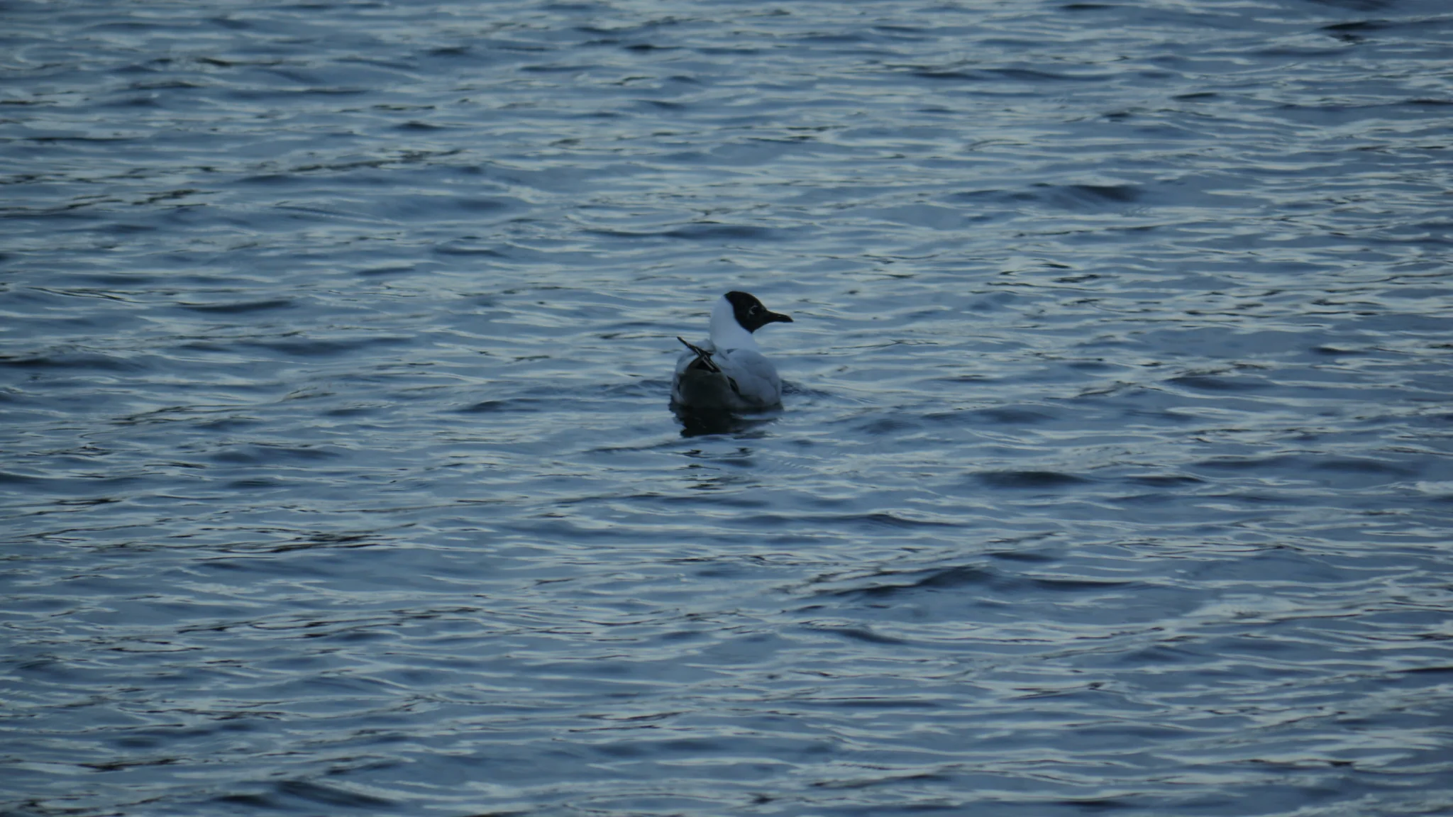 Pale-bodied waterbird on a highland lake. Finer identification remains unconfirmed.