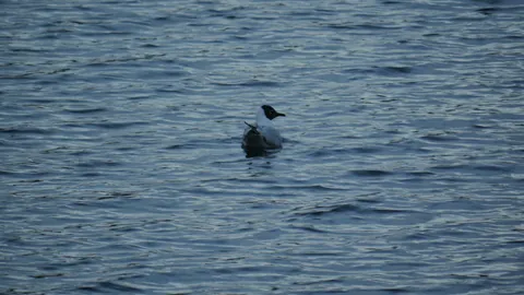 Pale-bodied waterbird on a highland lake. Finer identification remains unconfirmed.